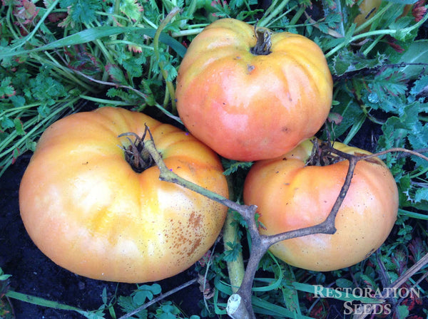 Livingston's Magnus tomato image####