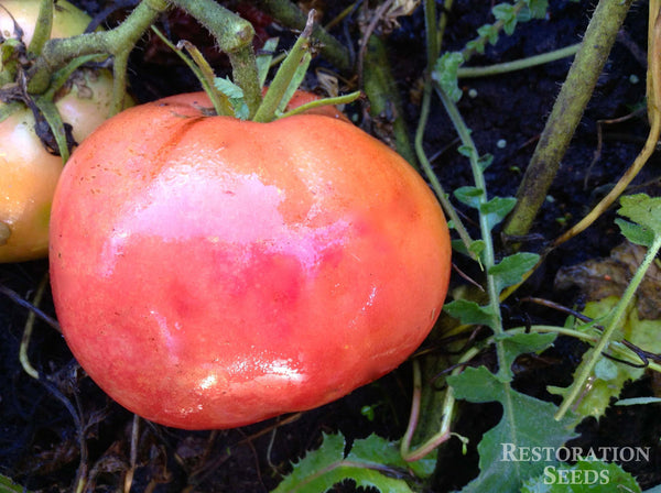 Livingston's Magnus tomato image####