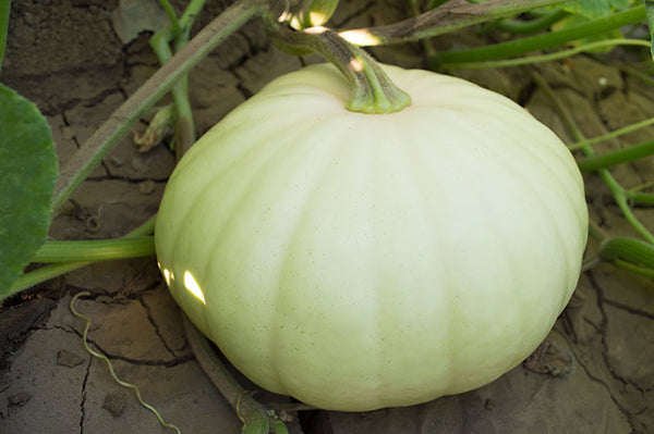 Long Island Cheese winter squash moschata image####