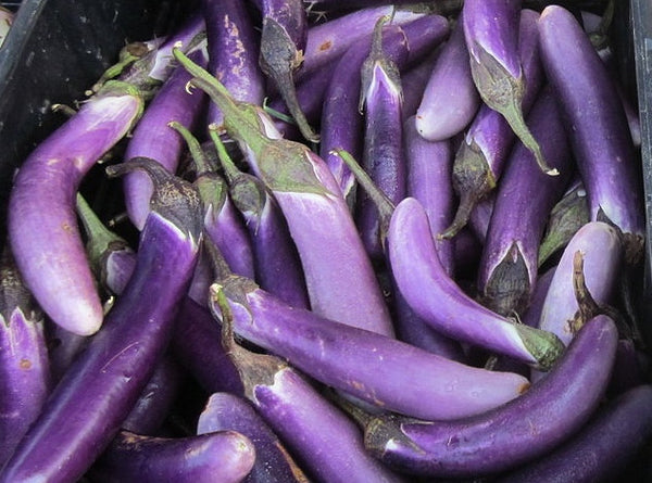 Long Purple eggplant image####