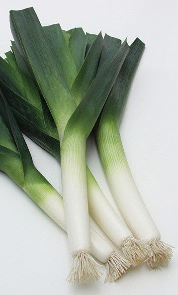 Longbow leek image####