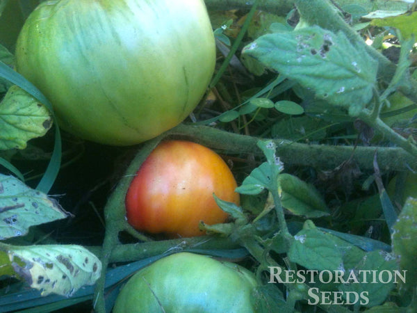 Longkeeper tomato image####