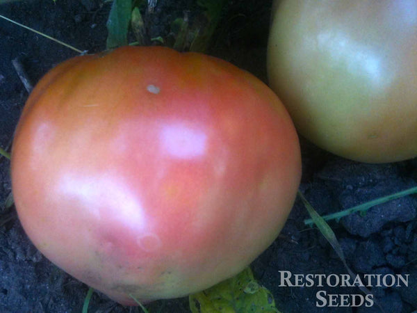 Longkeeper tomato image####