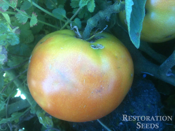 Longkeeper tomato image####