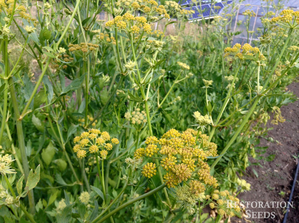lovage plant seeds lovage, Organic