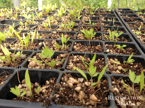 lovage plant seeds Lovage