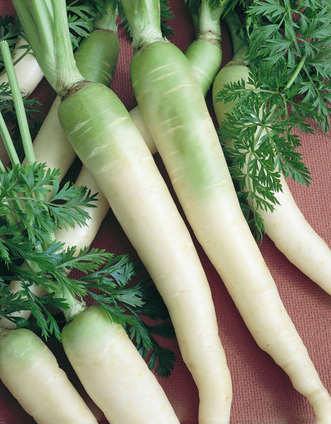 Lunar White carrot image####