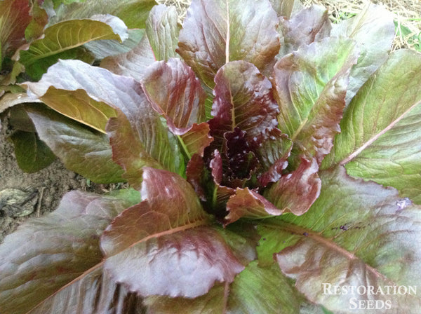 Majestic Red lettuce image####