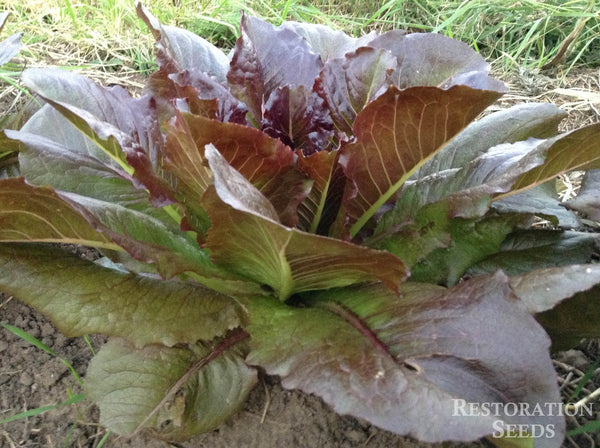 Majestic Red lettuce image####
