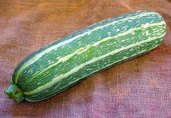 Marrow, Green Bush zucchini image####
