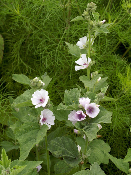 planting mallow seeds Marsh Mallow