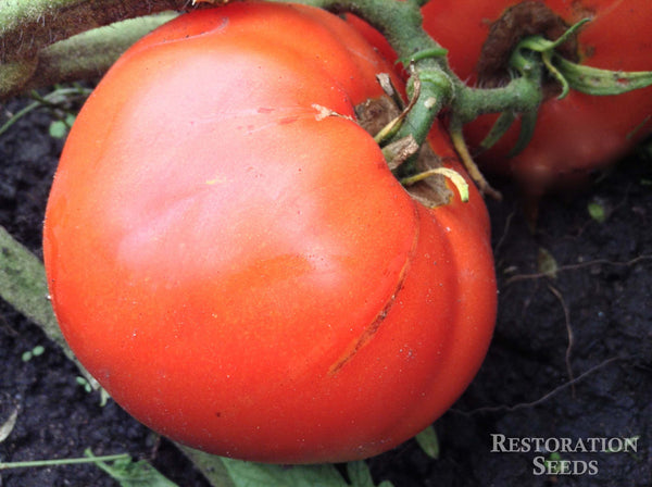 Martian Giant tomato image####