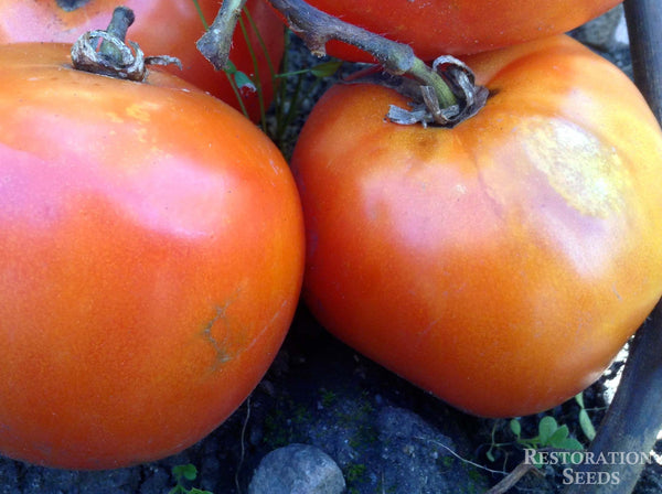 Martian Giant tomato image####