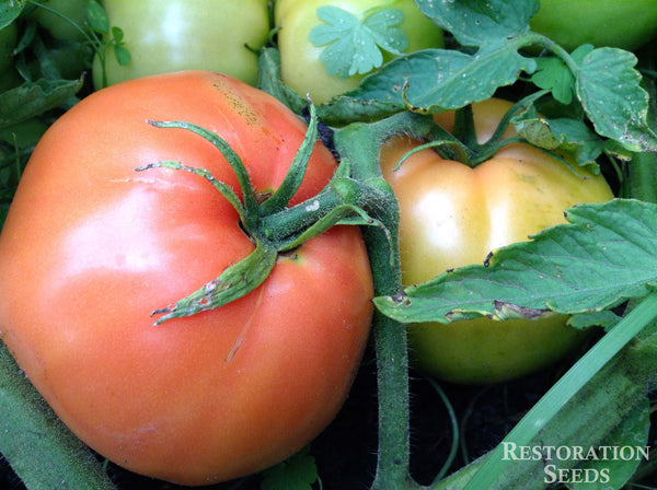 Martian Giant tomato image####