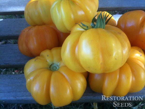 Marvel Striped tomato image####