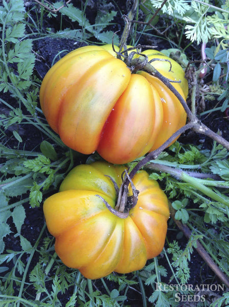 Marvel Striped tomato image####