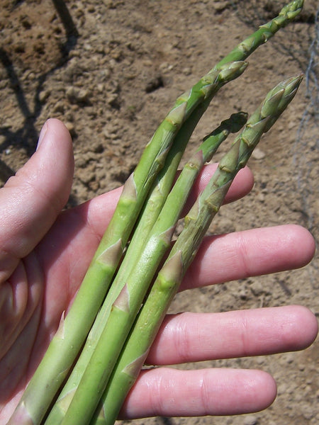 Mary Washington asparagus officinalis image##Gettin’ Fresh!##https://gettinfreshblog.wordpress.com/2014/05/08/asparagus-part-6-first-harvest/