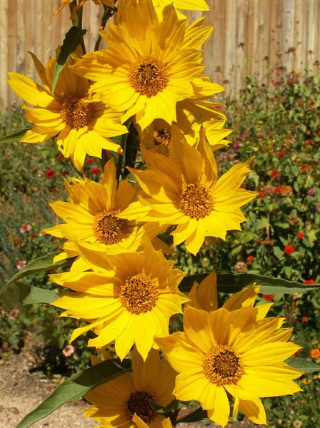 maximilian sunflower image####