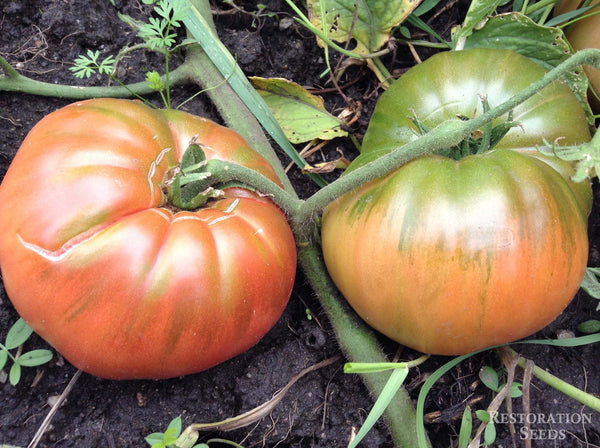 McClintock tomato image####