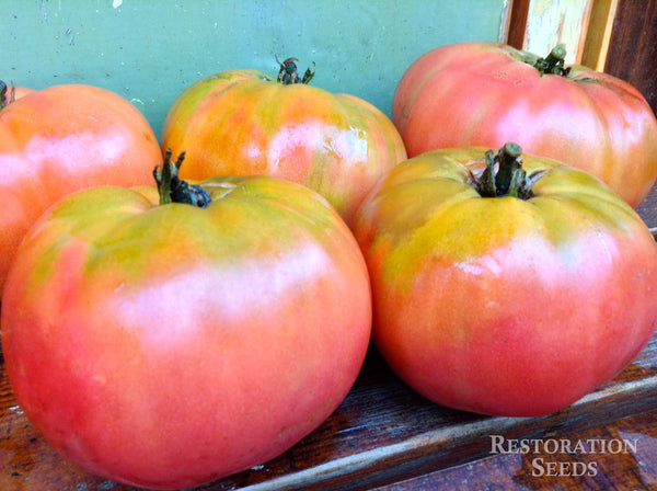 McClintock tomato image####