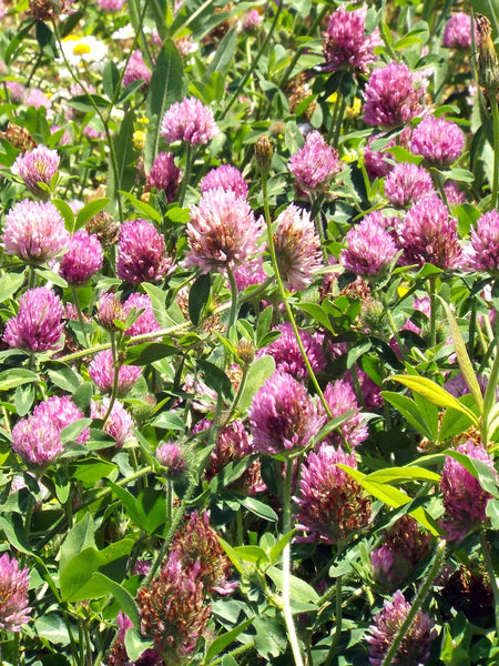 Medium red clover image####