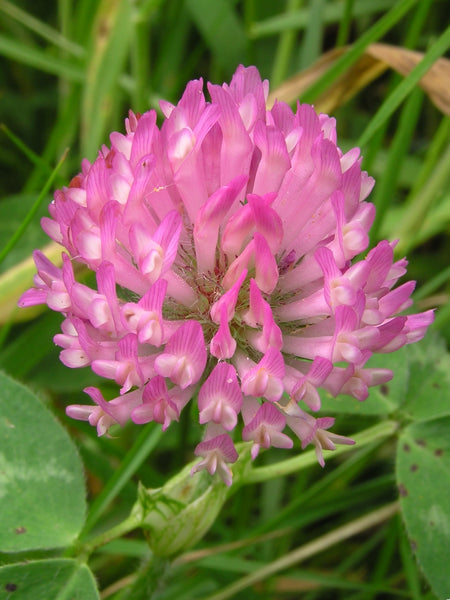 Medium red clover image##Photo: Tony Wills##