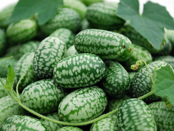 mexican sour gherkin image####