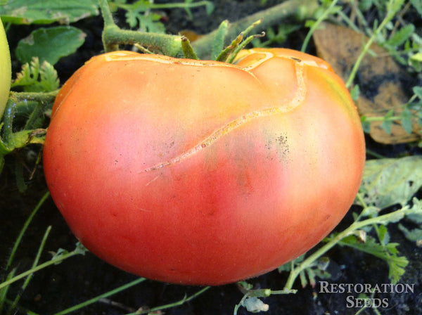 Mexico tomato image####