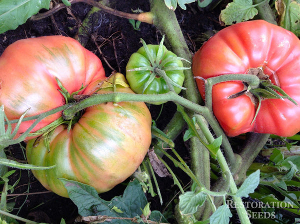 Mexico tomato image####