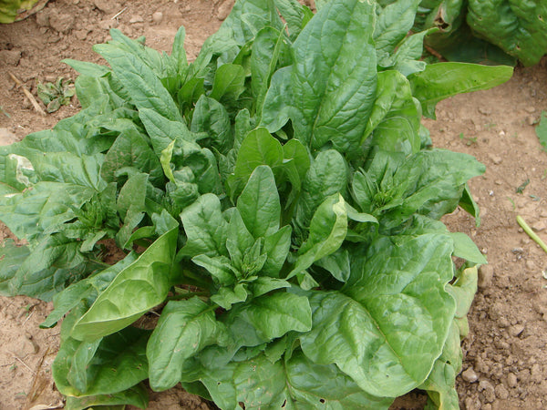 Monnopa