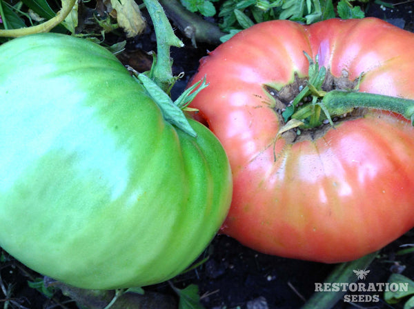 Mortgage Lifter, Radiator Charlie's tomato image####