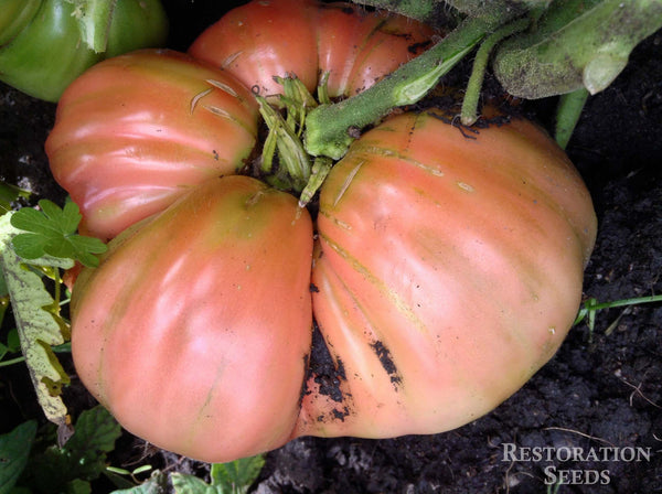 Mortgage Lifter, Radiator Charlie's tomato image####