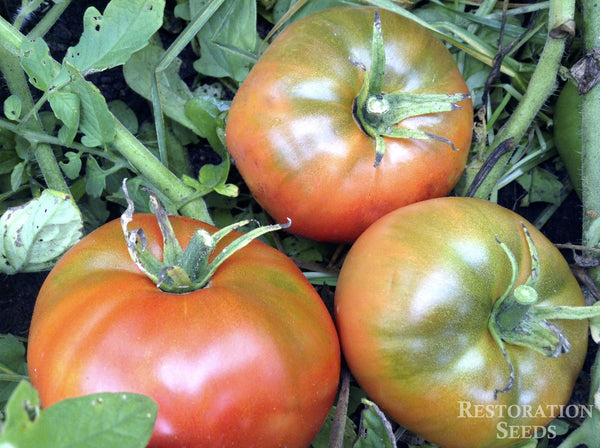 Moskvich tomato image####