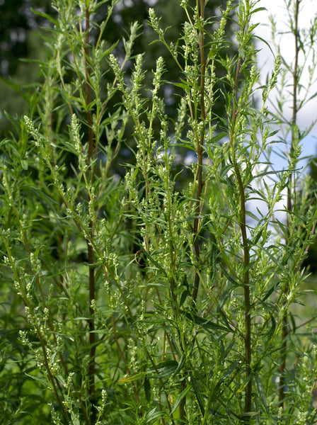 planting mugwort seeds mugwort, common