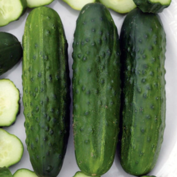 National Pickling cucumber image####