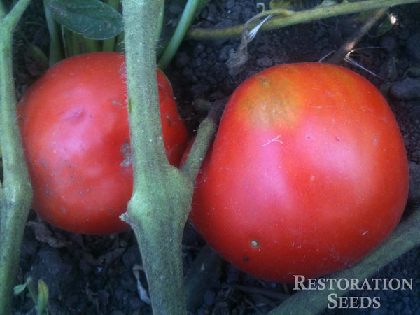 Nepal tomato image####