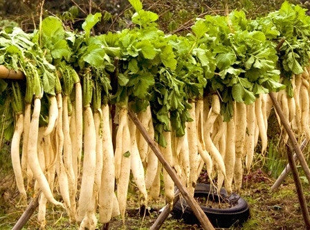 Nermia daikon image####