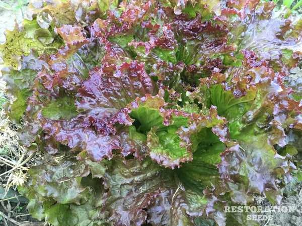 New Red Fire lettuce image####