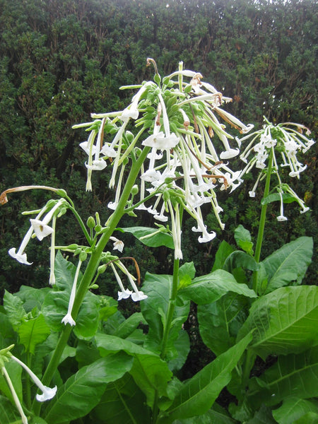 nicotiana tobacco plant Only the Lonely Nicotiana nicotiana tobacco plant Only the Lonely Nicotiana
