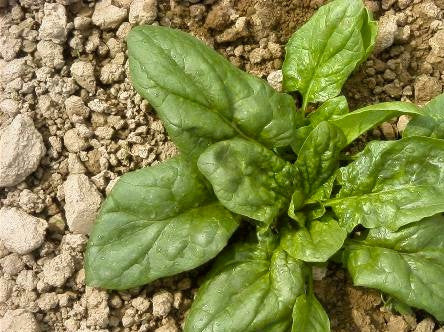 Nobel Giant spinach image##Photo by Steve Masley, grow-it-organically.com##http://www.grow-it-organically.com