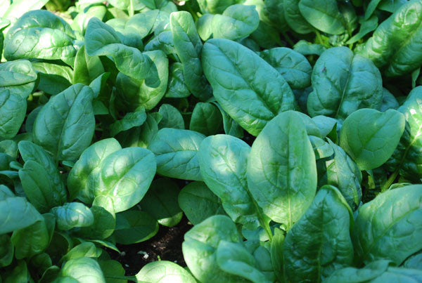 Nobel Giant spinach image####