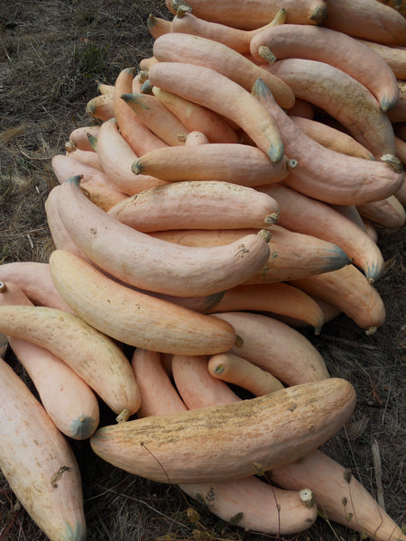 burgess seed and plant coupon North Georgia Candy Roaster winter squash maxima, Organic