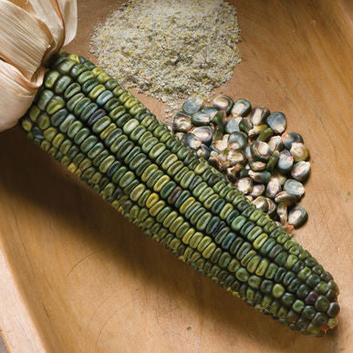 Oaxacan Green corn, flour image####
