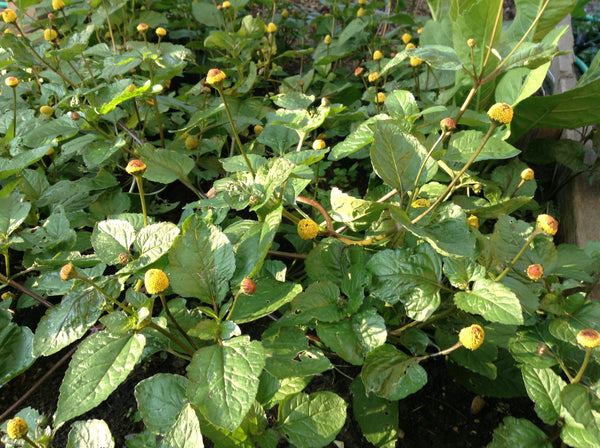 spilanthes oleracea image####