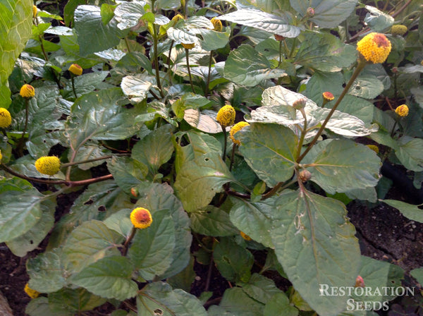 spilanthes oleracea image####