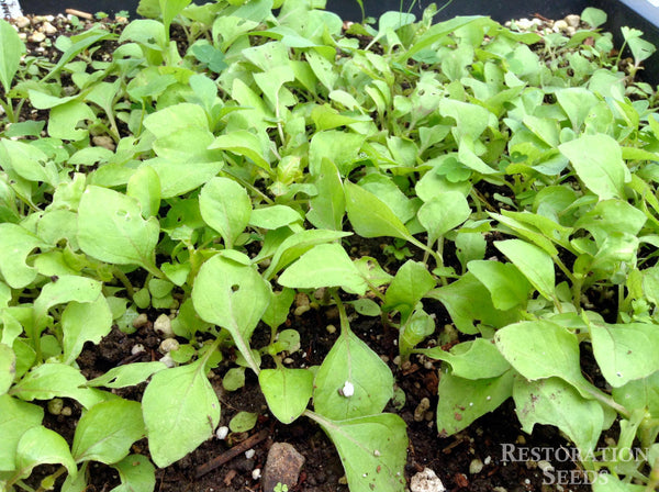 spilanthes oleracea image####