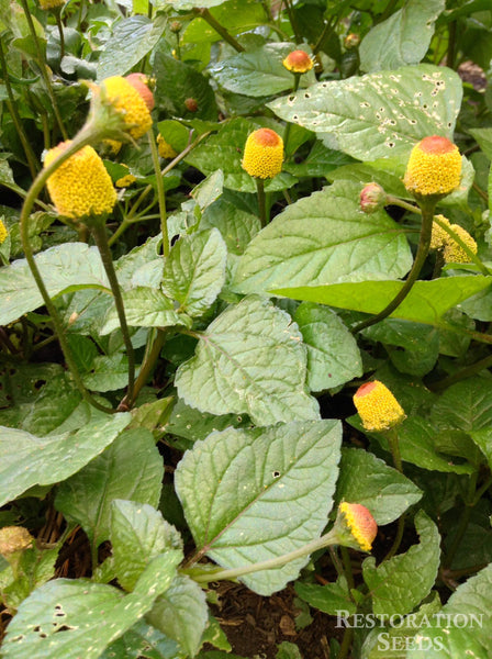 spilanthes oleracea image####