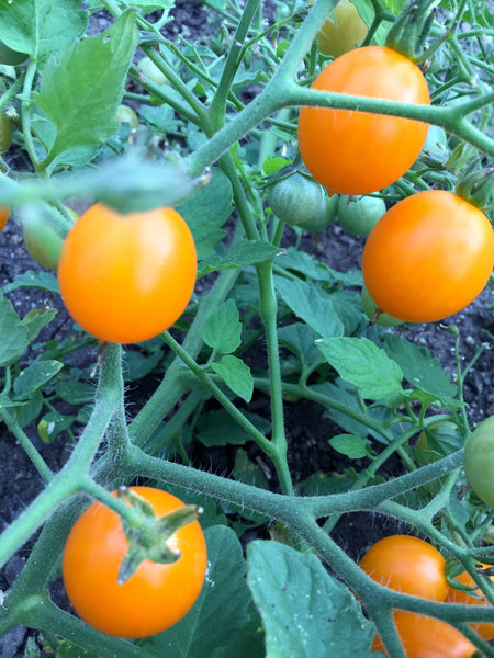 Orange Centiflor tomato image####