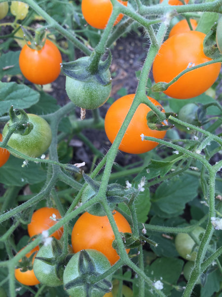 Orange Centiflor tomato image####