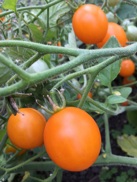 Orange Centiflor tomato image####